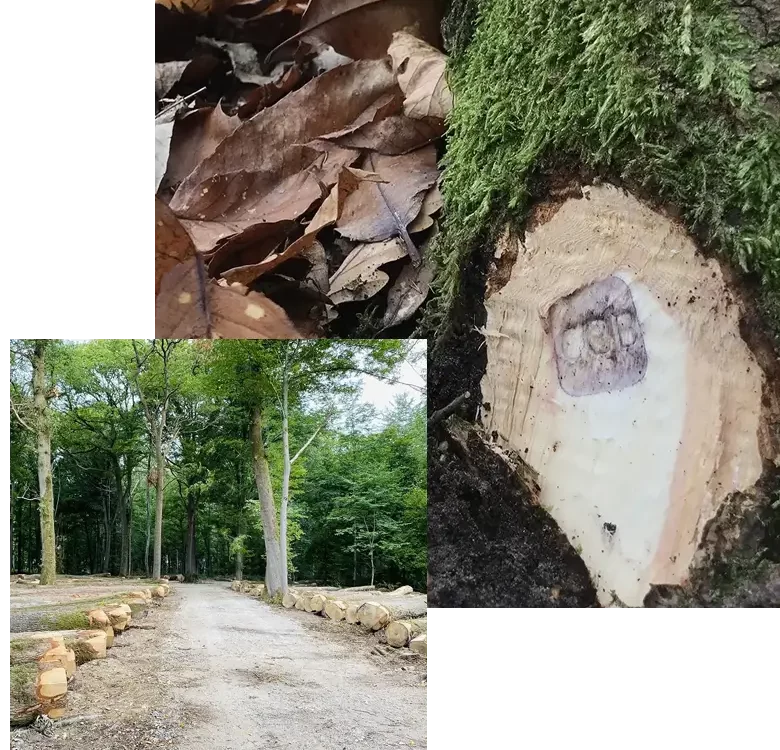 Photo Marquage et mise en vente des coupes de bois